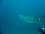 Djibouti - Pinuccio e Doni in immersione con Squalo Balena - 03